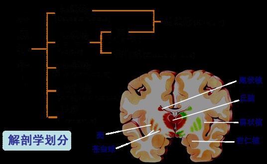神经内科（关于神经方面的二级学科）