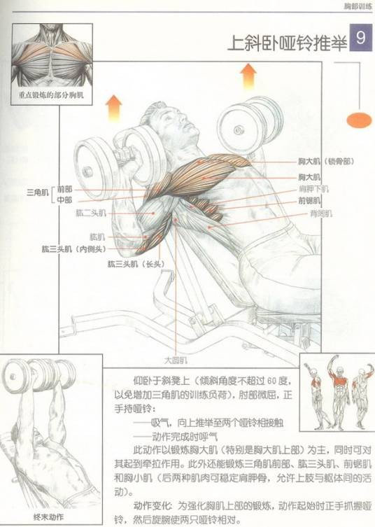 仰卧推举