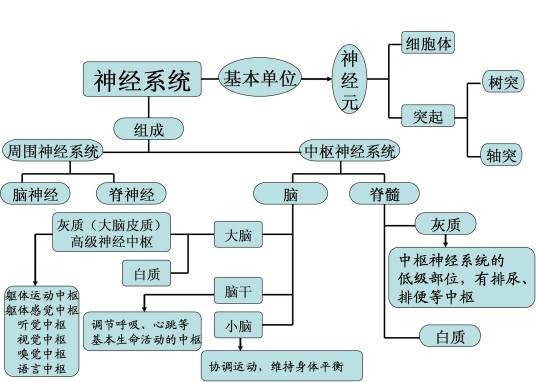 神经（词语解释）