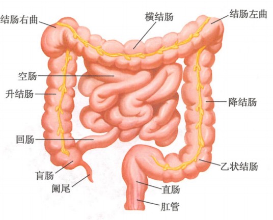 乙状结肠