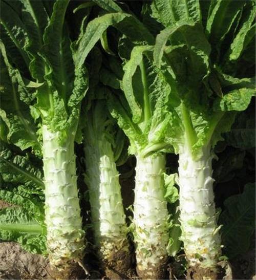 莴笋(菊科莴苣属植物)
