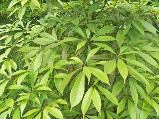 金丝楠（樟科楠属植物）