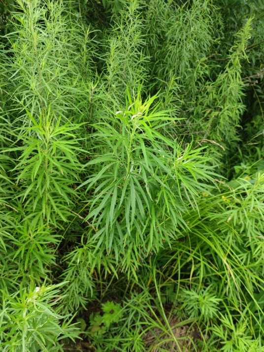 蒌蒿（菊科蒿属的一种植物）