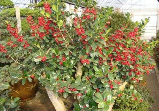 红果冬青(冬青科冬青属植物)
