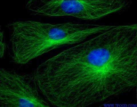 细胞生物学（生物学下属分类学科）