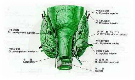甲状旁腺激素