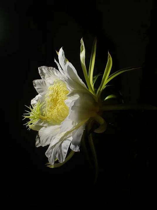 霸王花(仙人掌科量天尺属植物)