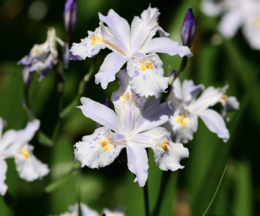 蝴蝶花（鸢尾科鸢尾属植物）
