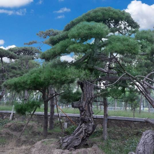 黑松
