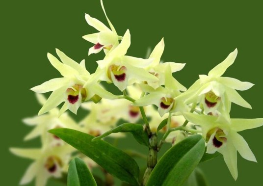 石斛花