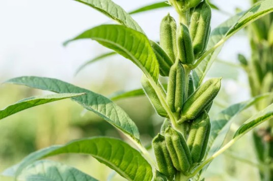 芝麻(芝麻科芝麻属植物)
