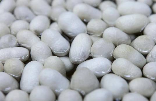蚕茧（汉语词汇、桑蚕的茧）