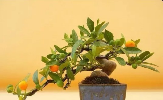 金豆（芸香科金橘属植物）