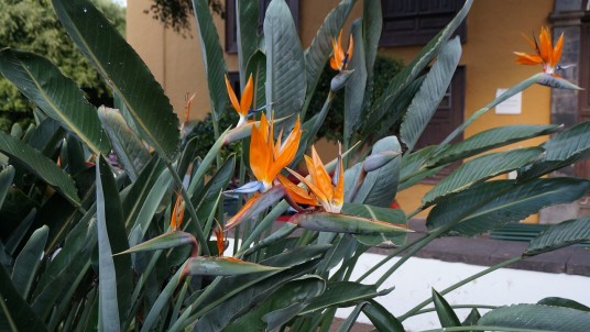 鹤望兰（鹤望兰科鹤望兰属一种植物）
