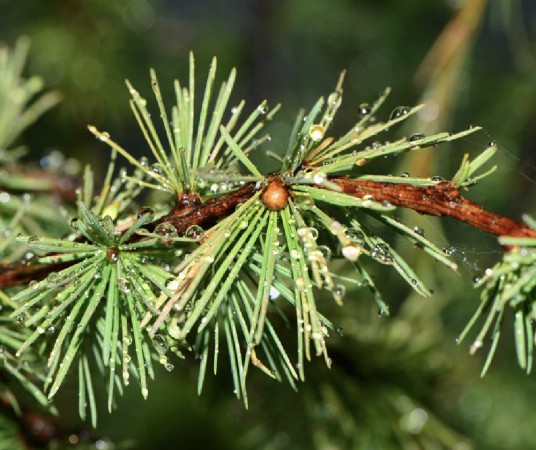 红杉(松科落叶松属植物)
