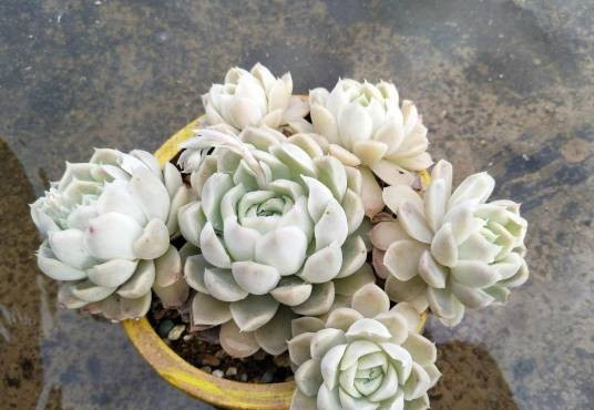月影（景天科石莲花属植物）