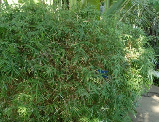 凤尾竹（禾本科簕竹属植物）
