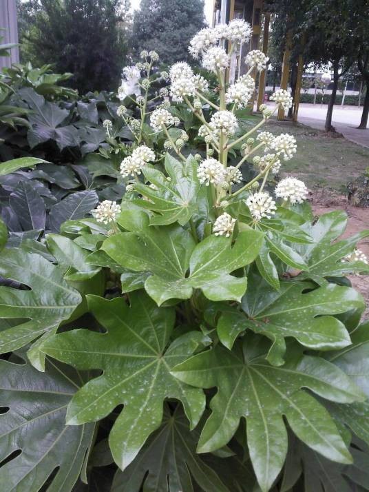 八角金盘（五加科八角金盘属的一种植物）