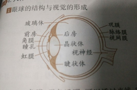 眼球（器官结构）