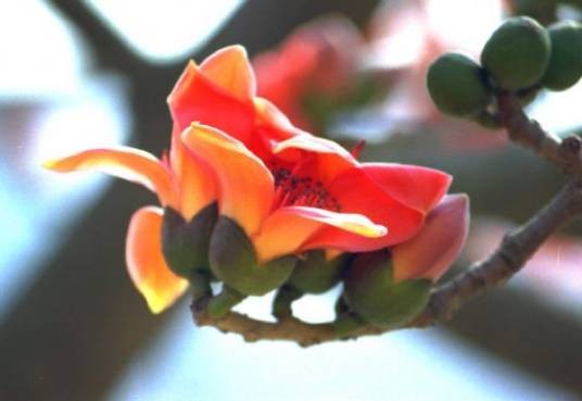 广州市市花