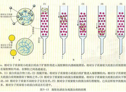凝胶渗透色谱