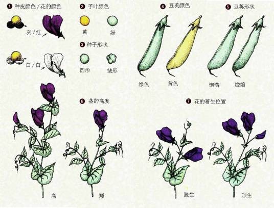 孟德尔遗传规律