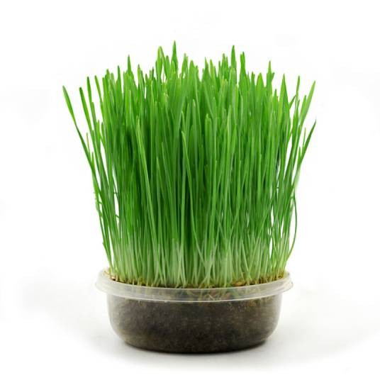 猫草（禾本科植物）
