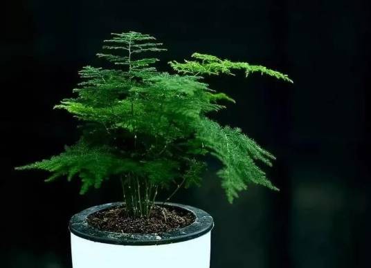 文竹（天门冬科、天门冬属植物）