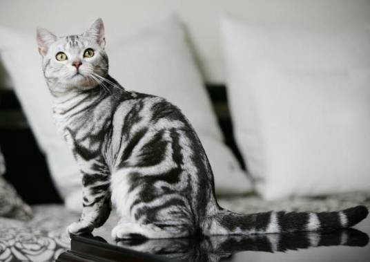 虎斑猫