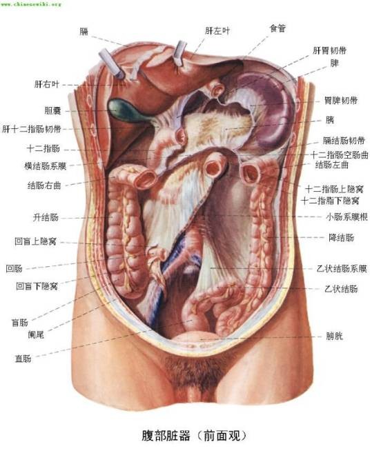 解剖（医学、生物学用语）