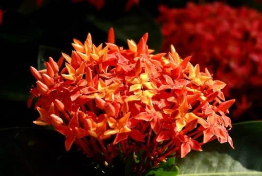 龙船花(茜草科龙船花属植物)