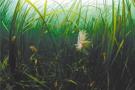 海草（被子植物）