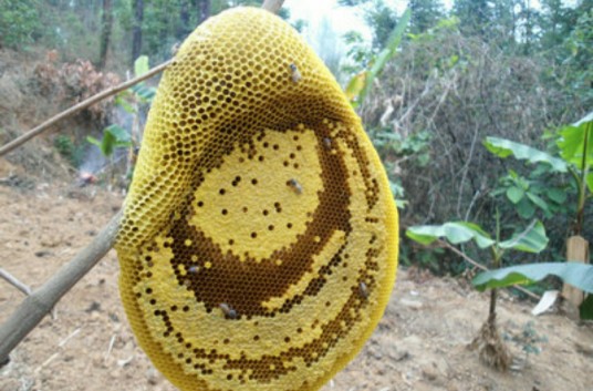 小蜜蜂（小型蜜蜂属昆虫）