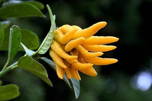佛手(芸香科柑橘属植物)