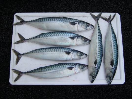 鲭鱼（生物物种）