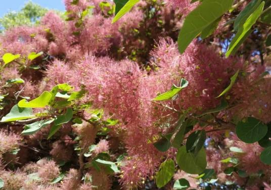 黄栌（漆树科黄栌属植物）