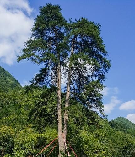 被大风刮倒夫妻古树树龄达450岁吗?