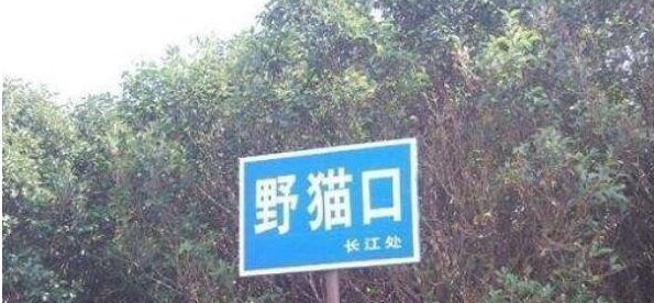 夜猫口神龙事件，龙的存在是否存在过？