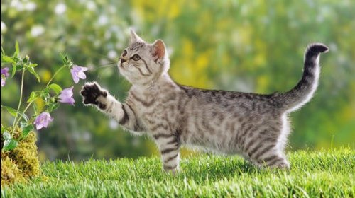 市场待宰活猫被解救后查出猫瘟，猫瘟是否会传染给人类？