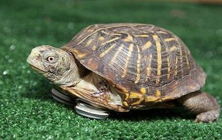 乌龟离家出走74天只走了200米，乌龟外出有何风险？