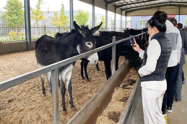 山东驴肉汤馆里一头驴出逃,在公路上狂奔不止,最终它是如何被带回的?