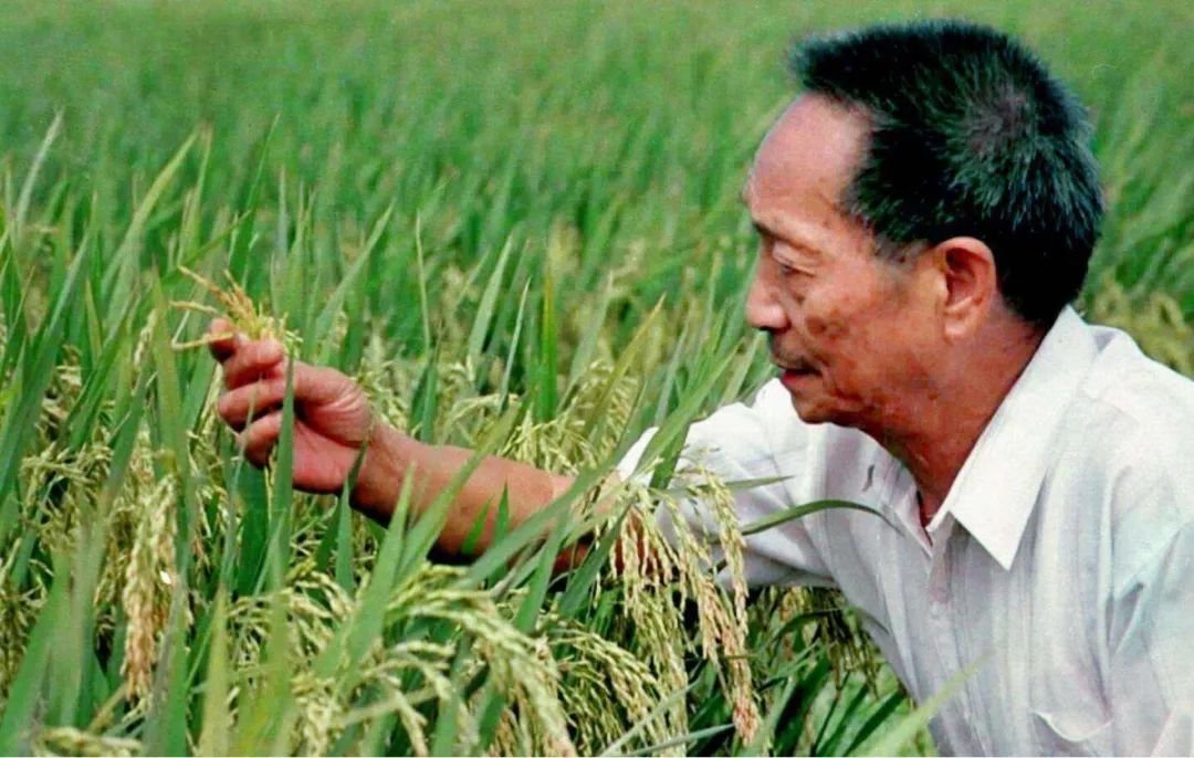 市民深夜排长队悼念袁老,如何评价袁隆平的一生?