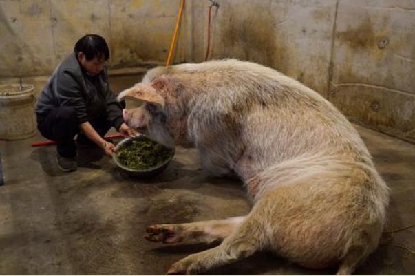 博物馆考虑对猪坚强实施安乐死,猪坚强这个名字是怎么来的?