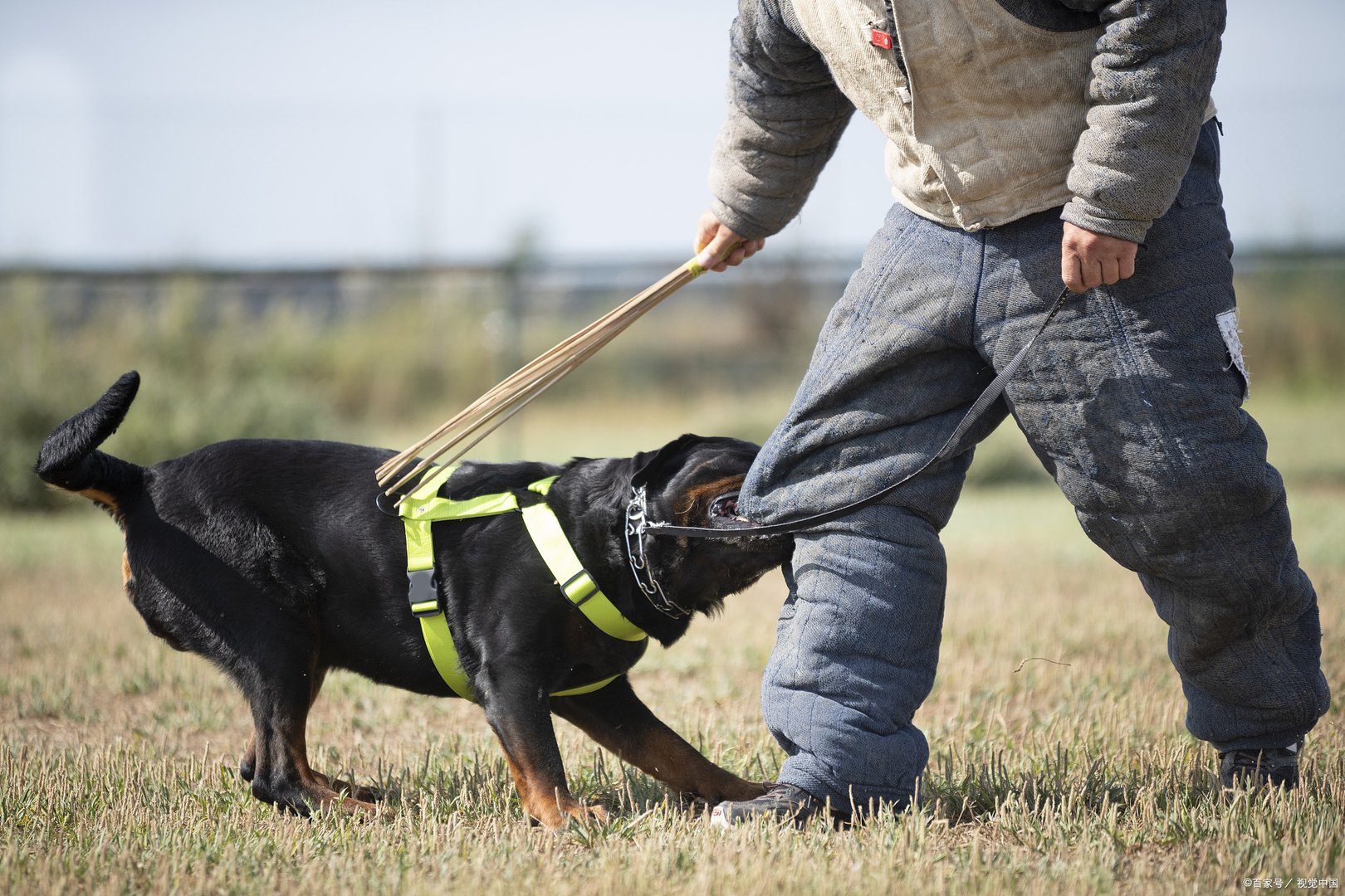 警校售淘汰犬最高拍出33万,警校淘汰犬凭什么能以如此高价卖出?