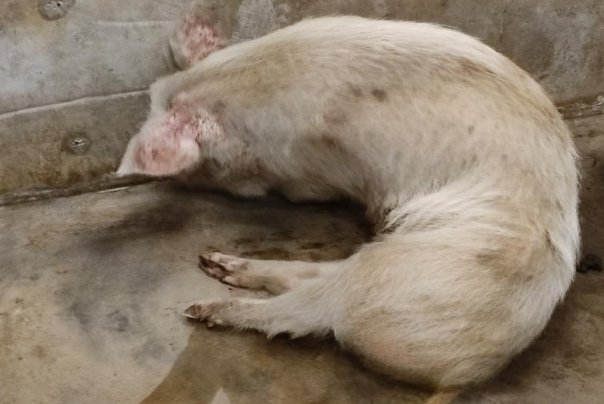 博物馆考虑对猪坚强实施安乐死,猪坚强这个名字是怎么来的?