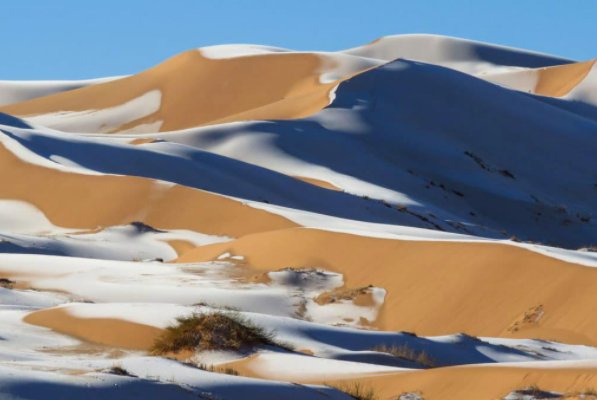 骆驼在撒哈拉沙漠雪中漫步,此次降雪给沙漠带来了哪些好处?