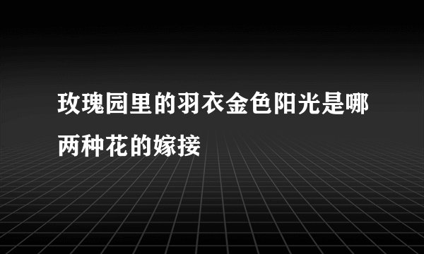 玫瑰园里的羽衣金色阳光是哪两种花的嫁接