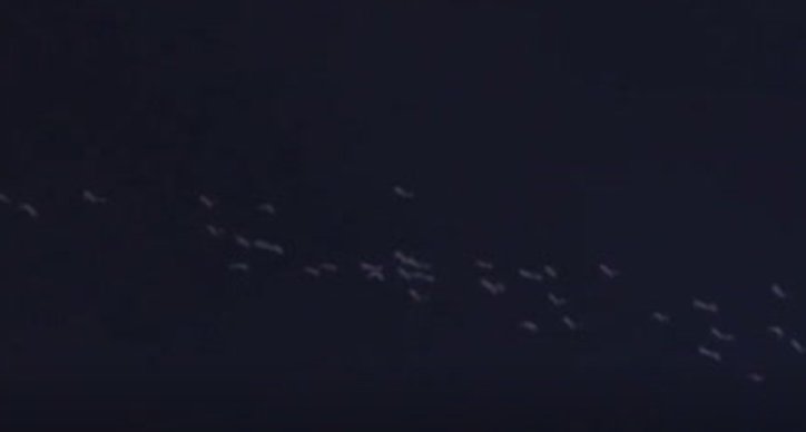 湖南某广场为候鸟连关3天射灯，射灯对候鸟有影响吗？