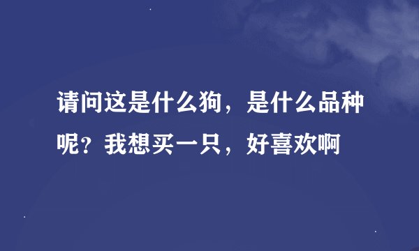 请问这是什么狗，是什么品种呢？我想买一只，好喜欢啊
