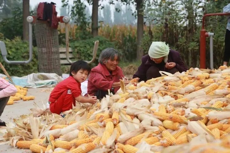 山西一女孩帮爷爷奶奶收玉米整袋扛上肩，她的身上有哪些闪光点？